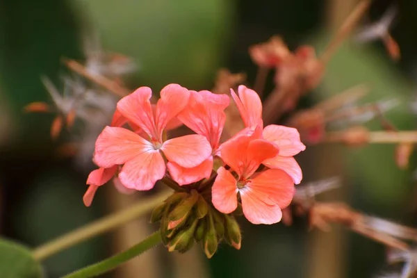 Bodziszek Kwiat Ogrodzie — Zdjęcie stockowe