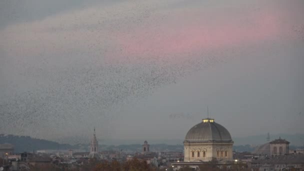 Sığırcık Sürüsü Sonbahar Roma Gökyüzünde Soyut Şekiller Oluşturarak Dans Ediyor — Stok video