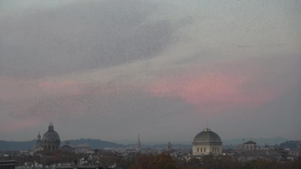Σμήνη Από Ψαρόνια Χορεύουν Στον Φθινοπωρινό Ουρανό Της Ρώμης Σχηματίζοντας — Αρχείο Βίντεο