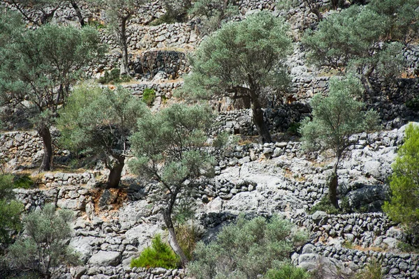 石の間のオリーブの木 マヨルカ島の乾燥した石壁とテラスの方法 — ストック写真