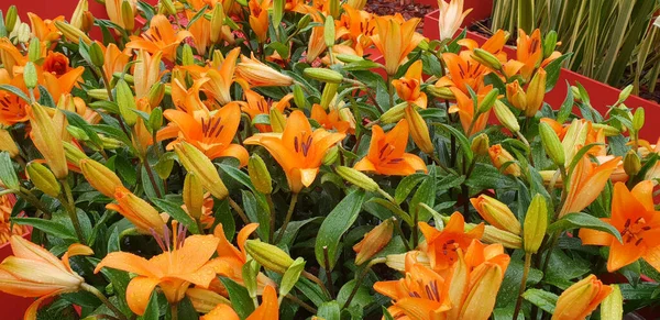 Picture of a lot of beautiful orange lilies. Tiger lilium flowers in a public park