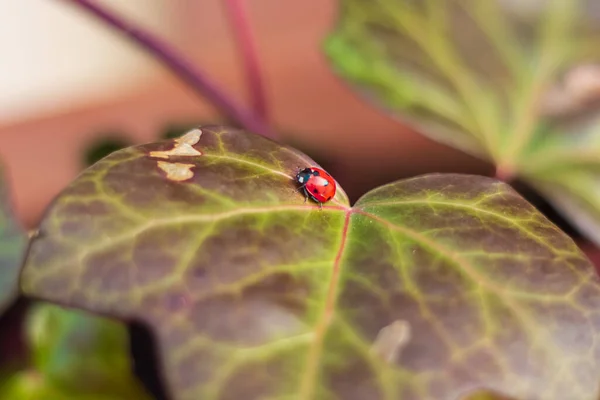 Picture Single Ladybug Walking Green Leaf — Stock fotografie