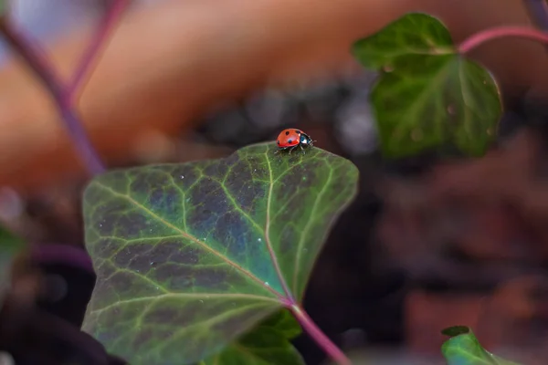 Picture Single Ladybug Walking Green Leaf — Stock fotografie