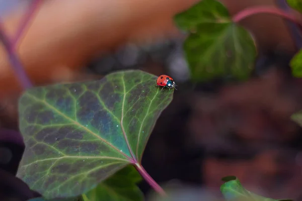 Picture Single Ladybug Walking Green Leaf — Fotografia de Stock