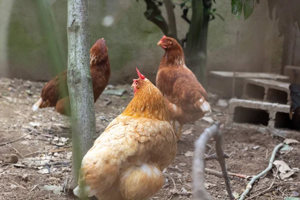 Tombul tavuk, tavuk arkadaşlarıyla bir çiftlik bahçesinde buluşuyor.