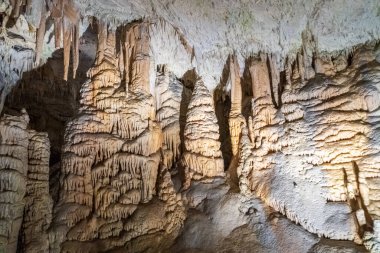 Slovenya 'nın Bled kentindeki bir ormanda düşen yaprakların üzerindeki tatlı salyangoz..