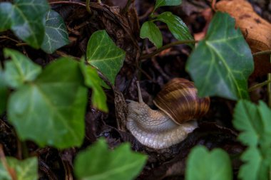Slovenya, Bled 'deki bir ormanda ot yiyen sevimli salyangoz..