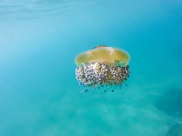 Beautiful Fried Egg Jellyfish Swimming Underwater Mediterranean Sea Picture Cotylorhiza — Stock Photo, Image