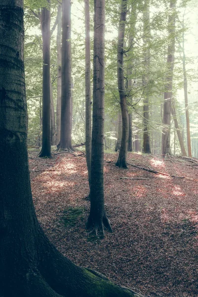 Bokskog Gröna Blad Och Brunt Lövverk Solstrålarna Skiner Genom Träden — Stockfoto