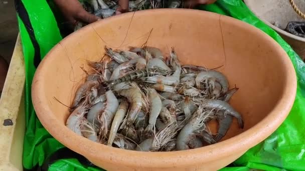 Держание Креветок Пластиковой Корзине Индийском Рынке Рыбы — стоковое видео