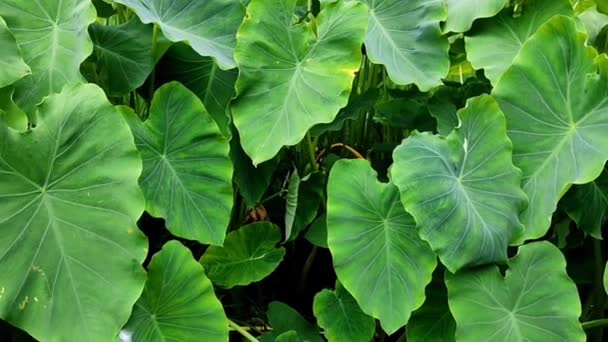 Piękny Zielony Colocasia Słoń Ucho Roślina Liść Materiał — Wideo stockowe