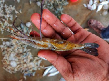 Kocaman, olgun, karides dişisi. Karnında yumurtalar olan, arka planda bulanık bir karides.