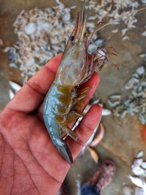 Kocaman, olgun, karides dişisi. Karnında yumurtalar olan, arka planda bulanık bir karides.