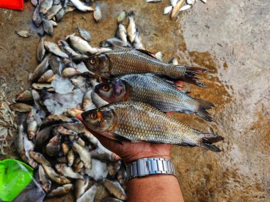 Taze hasat edilmiş rohu sazan labeo rohita balığı çiftlikteki göletten elde bulanık bir arka planda.