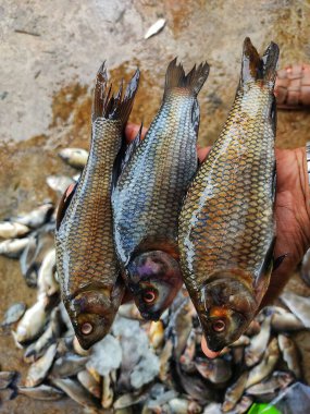 Taze hasat edilmiş rohu sazan labeo rohita balığı çiftlikteki göletten elde bulanık bir arka planda.