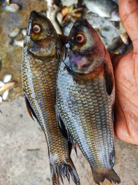 Taze hasat edilmiş rohu sazan labeo rohita balığı çiftlikteki göletten elde bulanık bir arka planda.