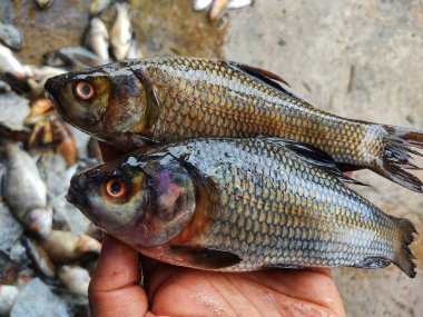Taze hasat edilmiş rohu sazan labeo rohita balığı çiftlikteki göletten elde bulanık bir arka planda.