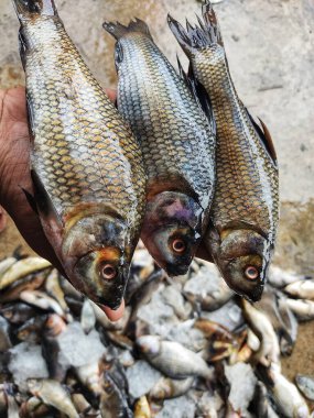 Taze hasat edilmiş rohu sazan labeo rohita balığı çiftlikteki göletten elde bulanık bir arka planda.