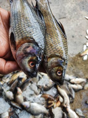 Taze hasat edilmiş rohu sazan labeo rohita balığı çiftlikteki göletten elde bulanık bir arka planda.