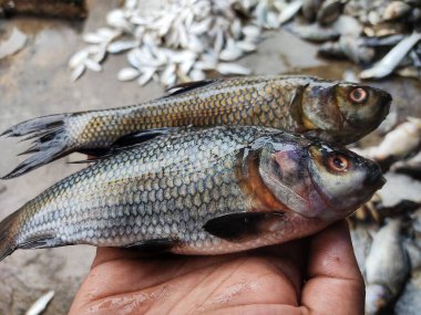 Taze hasat edilmiş rohu sazan labeo rohita balığı çiftlikteki göletten elde bulanık bir arka planda.