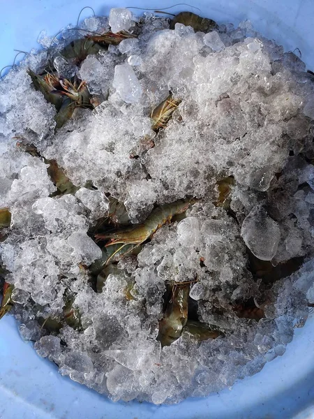 Grote Tijgergarnaal Paeneus Indicus Garnalen Met Ijsblokjes Plastic Mand Container — Stockfoto