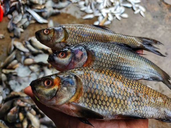 Recém Colhidos Rohu Carpa Labeo Rohita Peixe Lagoa Fazenda Mão — Fotografia de Stock