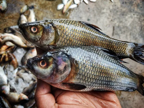 Recém Colhidos Rohu Carpa Labeo Rohita Peixe Lagoa Fazenda Mão — Fotografia de Stock