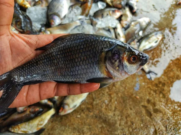 Stos Świeżo Złowionych Ryb Rohu Labeo Rohita Ryb Lodem Indyjskim — Zdjęcie stockowe
