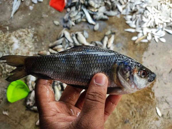 Pila Pescado Rohu Recién Capturado Labeo Rohita Pescado Con Hielo — Foto de Stock
