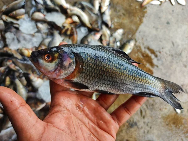Stos Świeżo Złowionych Ryb Rohu Labeo Rohita Ryb Lodem Indyjskim — Zdjęcie stockowe