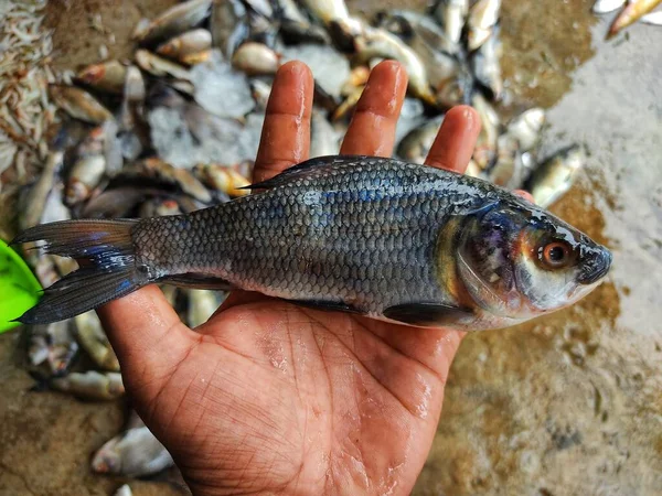 Pila Pescado Rohu Recién Capturado Labeo Rohita Pescado Con Hielo — Foto de Stock