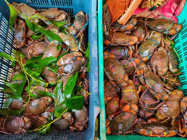 Lotes Caranguejo Lama Recém Colhido Schylla Serrata Uma Cesta Recipiente — Fotografia de Stock