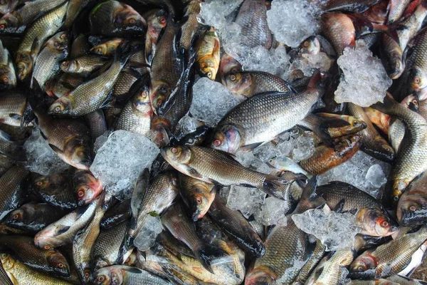 在印度鱼类市场出售的一堆堆新捕获的罗湖鱼拉贝罗希塔冰鱼 — 图库照片