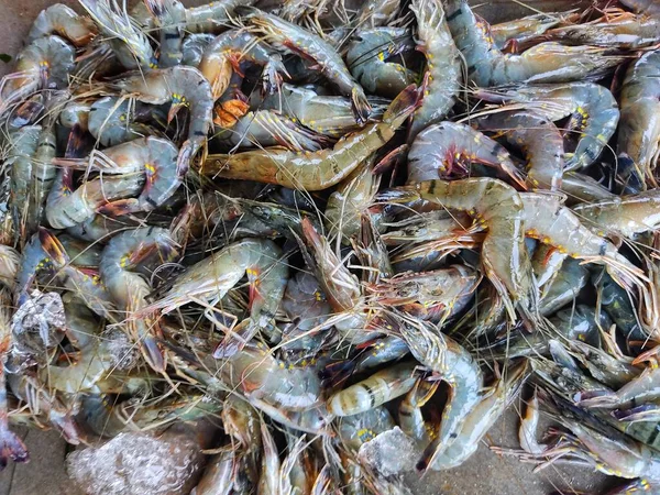 Pile Crevettes Tigrées Fraîchement Récoltées Paeneus Indicus Vente Crevettes Dans — Photo