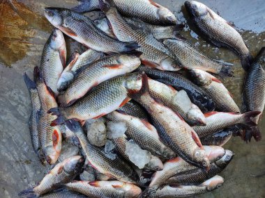 Hint balık pazarında buzla kaplı taze toplanmış rohu sazan balığı yığını.