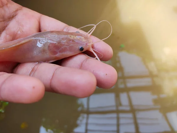 Albino Magur Fish Clarias Batrachus Fish Руці Фермера Красивому Розмитому — стокове фото