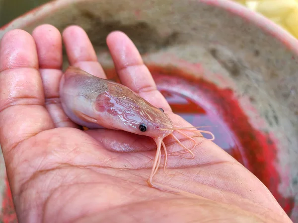 Albinos Magur Ryb Clarias Batrachus Ryb Ręku Rolnika Ładnym Tle — Zdjęcie stockowe