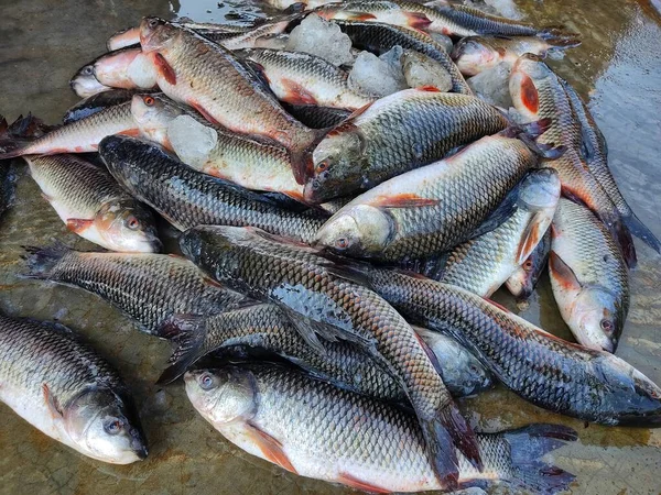 Σωρός Πρόσφατα Συγκομισθέντων Ψαριών Του Είδους Rohu Πάγο Στο Έδαφος — Φωτογραφία Αρχείου