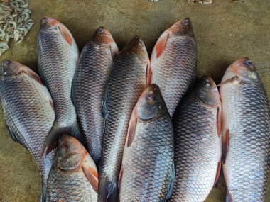 pile of rohu catla carp fish sale in indian fish market