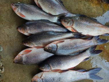 pile of rohu catla carp fish sale in indian fish market
