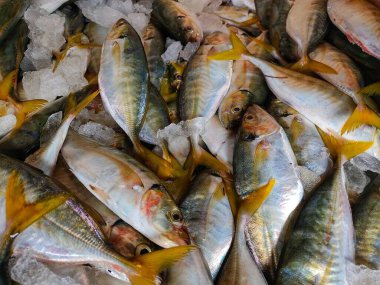 Yellow fin mackerel fish with ice in platic container ready for sale in fish market