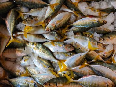 Yellow fin mackerel fish with ice in platic container ready for sale in fish market