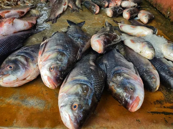 Pile Rohu Catla Carp Fish Sale Indian Fish Market — Φωτογραφία Αρχείου