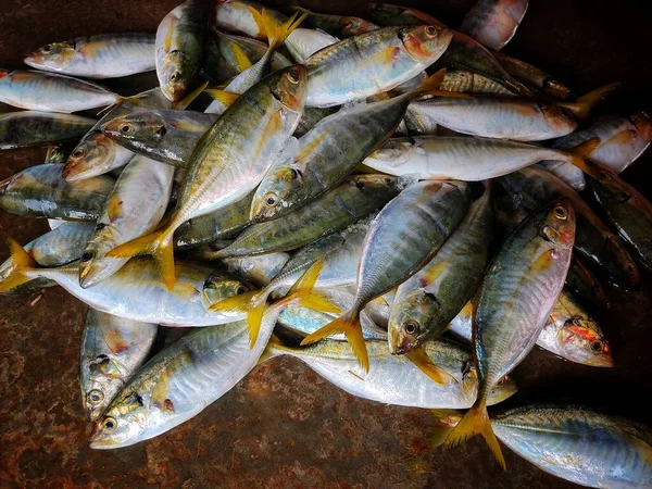 Yellow Fin Mackerel Fish Ice Platic Container Ready Sale Fish — Photo