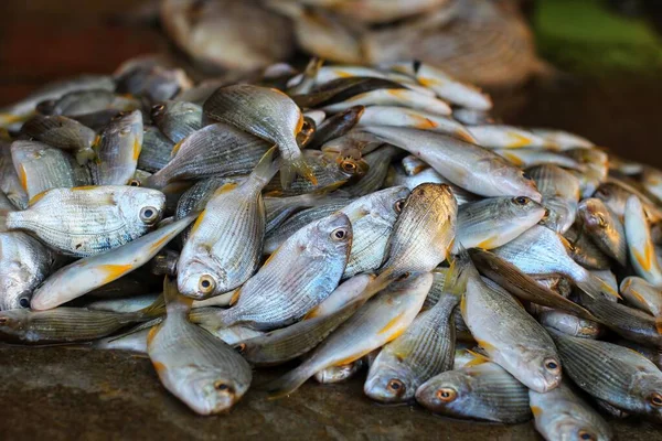 在印度鱼类市场出售的大堆小黄鳍栖木D — 图库照片