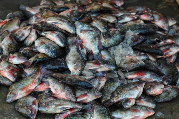Μεγάλος Σωρός Από Κιχλίδες Τιλάπια Που Πωλούνται Στην Αγορά Ψαριών — Φωτογραφία Αρχείου