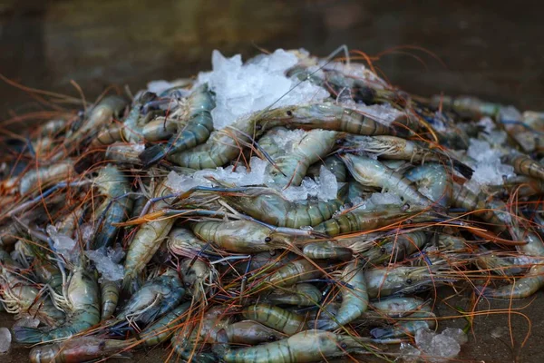 Pilha Água Doce Gigante Rio Camarão Scampi Com Gelo Para — Fotografia de Stock