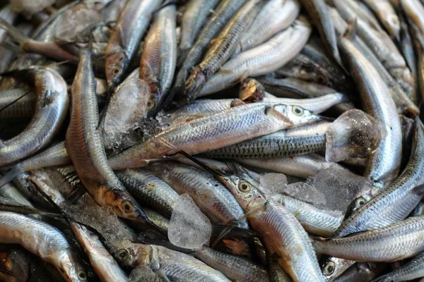 印度鱼类市场出售的半喙针头鱼堆积如山 — 图库照片