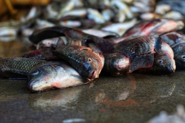 Selectieve Focus Tilapia Fish Eye Liggend Grond Aziatische Vismarkt — Stockfoto