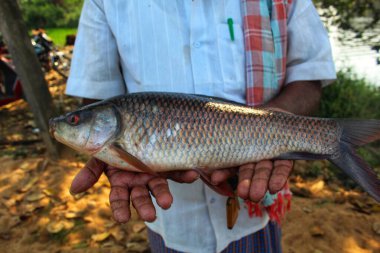Bulanık arka planda balık çiftçisinin elindeki büyük taze rohu sazan balığı